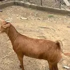 عناق