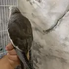 سلام عليكم فرخ كروان تم البيع