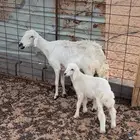 للبيع حريه خلفه