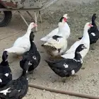 بط منتج وحضان