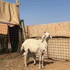 شاة هجين والد