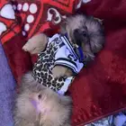رياض