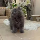 كيتن شيرازي( تم البيع)