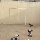 دجاج