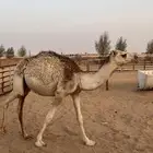 للبيع قعدان مفاريد قصب