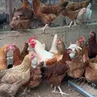 دجاج تركي فاخر بياض