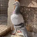 حمامه زاجل سباق