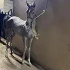 مهره للبيع