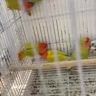 اجواز روز انتاج محلي. فيه منها ولايف ومنتجه جميعها