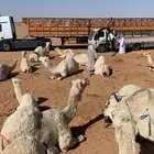تريلة تيدر جوانب طويل لنقل الابل