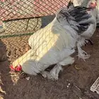 للبيع ديوك ودجاج براهما