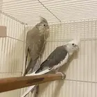 زوج كروان كوكتيل هولندي - الدمام
