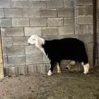 رخل نجديه