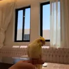 كروان اليف وهدد داخلي