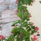 الياسمين الكشميري الدبل (نادره)