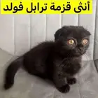 قطط سكوتش فولد قزمه وستريت نادره