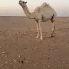 بكره ثنيه