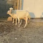 نعجة رفيدية تحتها طلي