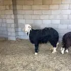 فحل نجدي السن جذع