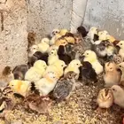 صيصان دجاج