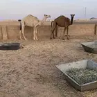 بكار