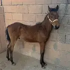 مهر خط سرعه