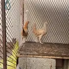 دجاج العدد 33 صحه شرط كلش شرط