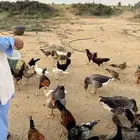 ديوك لبيع
