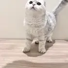 قطط سكوتش و برتش للتبني
