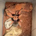 عنكبوت ترانتولا مكسيكي