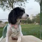 كلب للتبني