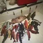 رحلة بحرية