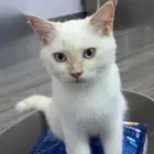 تبني قطط