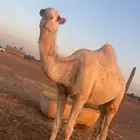 قعود