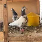 جوز تيدي