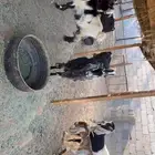 معزى حليب مشروطه