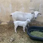 ما عز قزمي معها جفرة