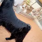 تيس فحل طيب مشروك منوة القناي