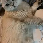 ذكر سكوتش للبيع