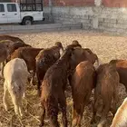 13 سواكني حمري