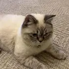 للبيع قط مهجن شيرازي هملايا