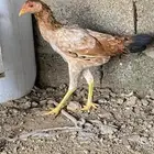 دجاج بكستاني