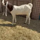 للبيع معزا مشاريك فاخره