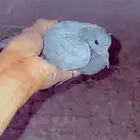 للبيع طيور حق اكل وجام برى صحه شرط