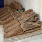 سنون شيول