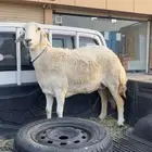 شاه حايل