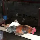 دجاج بلدي شرط التواصل واتس فقط