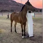 حصان قفز ثروبريد