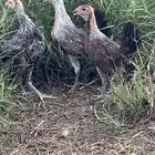 طقم دجاج شوكي 3 شهور