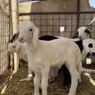 طليان حريه